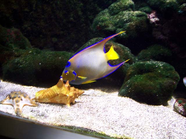 Fish Only Aquarium Nancy - Holacanthus ciliaris